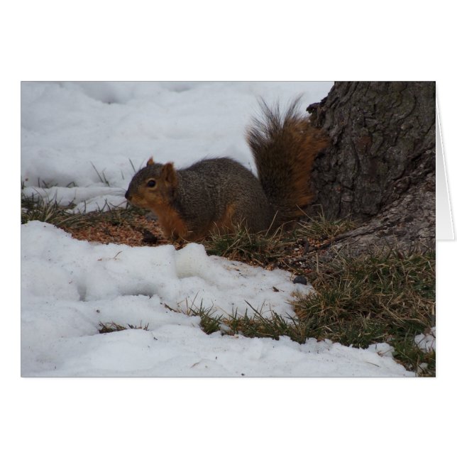 Eichhörnchen u. Schnee (Vorderseite (Horizontal))