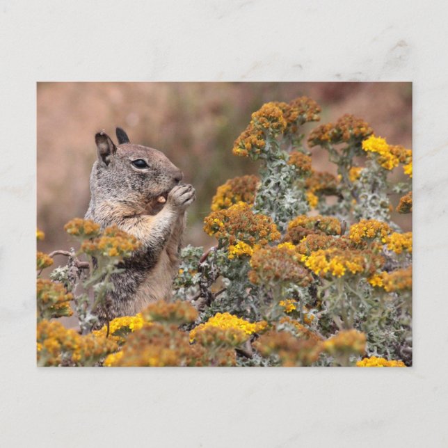 Eichhörnchen und Chipmunk Postkarte (Vorderseite)
