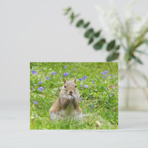 Eichhörnchen unter wilden Violetten Postkarte
