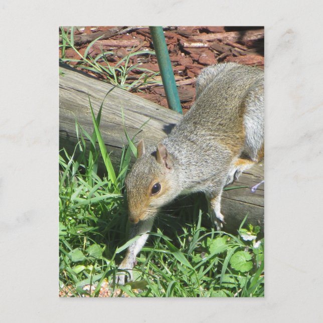 Eichhörnchen-verlängernde Pfote Postkarte (Vorderseite)