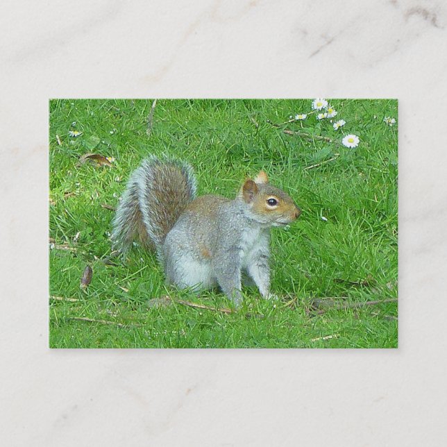 Eichhörnchen Visitenkarte (Vorderseite)