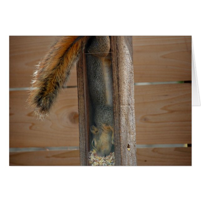 Eichhörnchen-Vogelzuführung (Vorderseite (Horizontal))