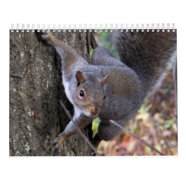 Eichhörnchen von Saltus Fidelis Kalender (Rückseite)