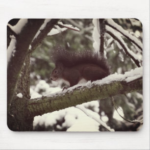 Eichhörnchen Winter Foto Mousepad