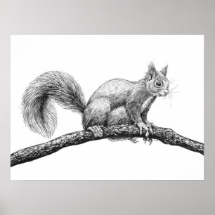 Eichhörnchen zeichnend poster
