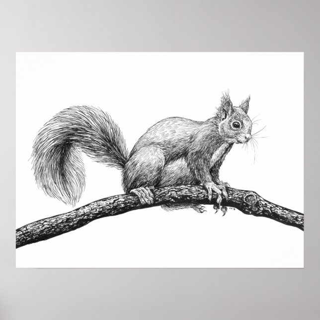 Eichhörnchen zeichnend poster (Vorne)