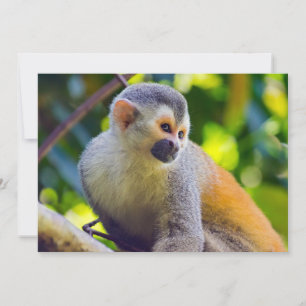 Eichhörnchenaffe Manuel Antonio NP - Costa Rica Einladung