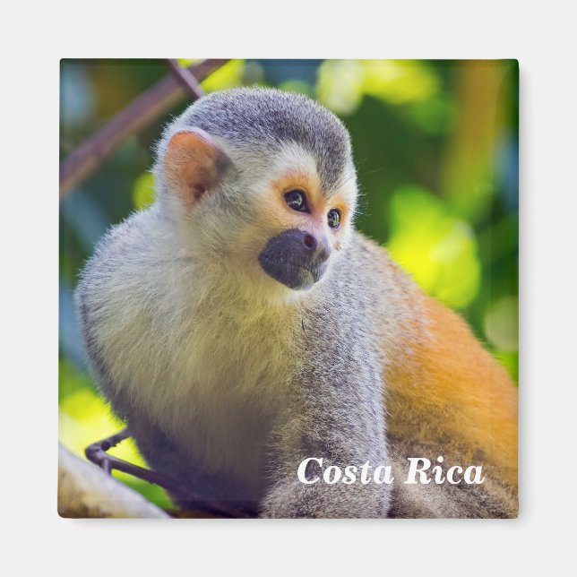 Eichhörnchenaffe Manuel Antonio NP - Costa Rica Magnet (Vorne)
