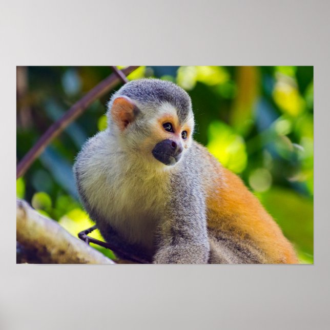 Eichhörnchenaffe Manuel Antonio NP - Costa Rica Poster (Vorne)