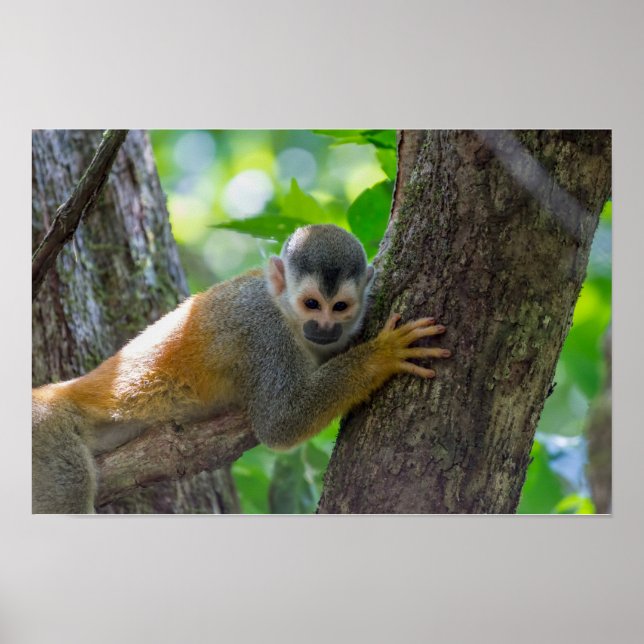 Eichhörnchenaffe Manuel Antonio NP - Costa Rica Poster (Vorne)