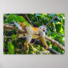 Eichhörnchenaffe Manuel Antonio NP - Costa Rica Poster