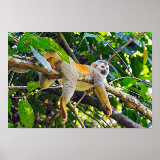 Eichhörnchenaffe Manuel Antonio NP - Costa Rica Poster (Vorne)