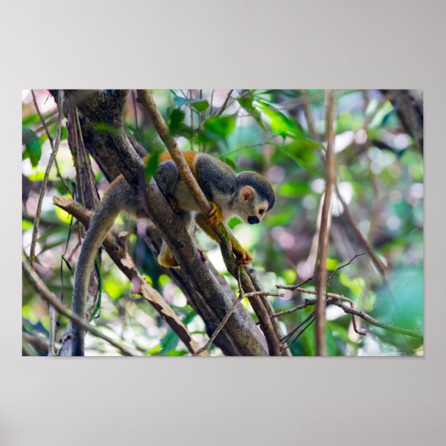 Eichhörnchenaffe Manuel Antonio NP - Costa Rica Poster (Vorne)