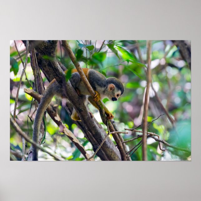 Eichhörnchenaffe Manuel Antonio NP - Costa Rica Poster (Vorne)