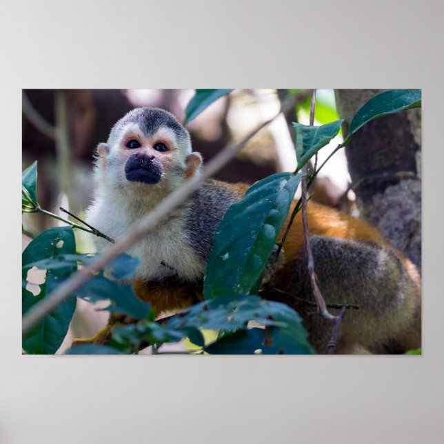 Eichhörnchenaffe Manuel Antonio NP - Costa Rica Poster (Vorne)