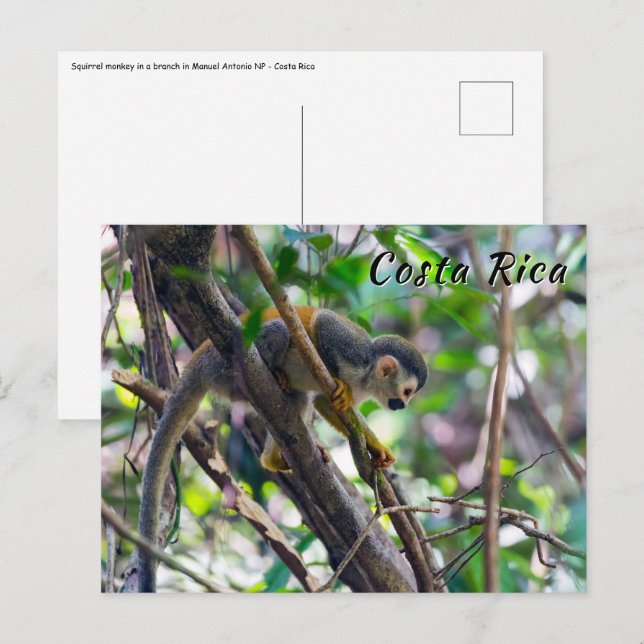 Eichhörnchenaffe Manuel Antonio NP - Costa Rica Postkarte (Vorne/Hinten)
