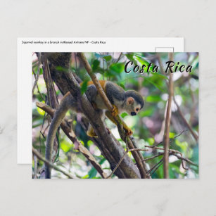 Eichhörnchenaffe Manuel Antonio NP - Costa Rica Postkarte