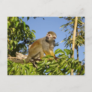 Eichhörnchenaffe Postkarte