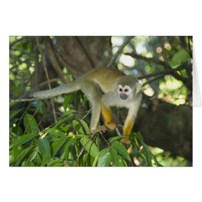 Eichhörnchenaffe (Saimiri sciureus), Rio (Vorderseite (Horizontal))