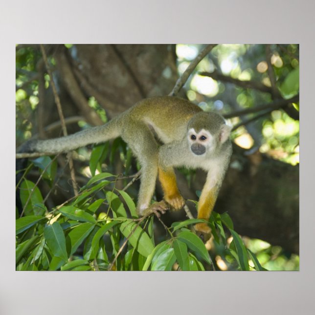 Eichhörnchenaffe (Saimiri sciureus), Rio Poster (Vorne)