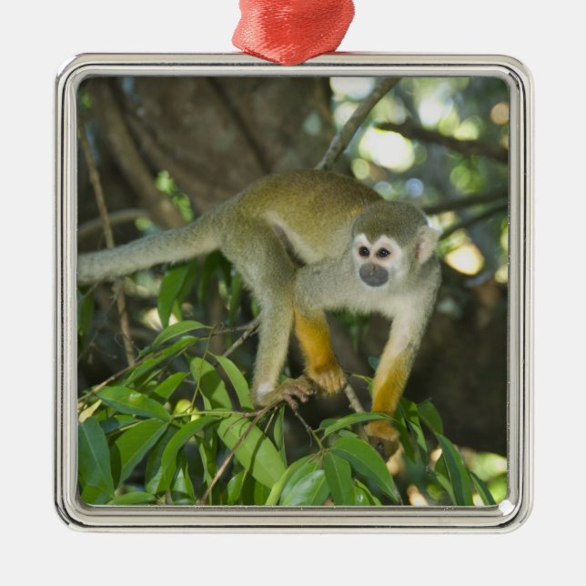 Eichhörnchenaffe (Saimiri sciureus), Rio Silbernes Ornament (Vorne)