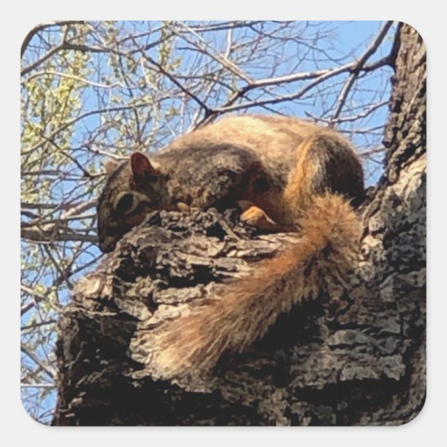 Eichhörnchenaufkleber Quadratischer Aufkleber (Vorderseite)