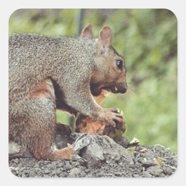 Eichhörnchenessen Quadratischer Aufkleber (Vorderseite)