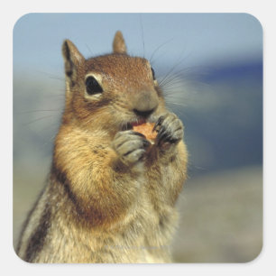 Eichhörnchenessen Quadratischer Aufkleber