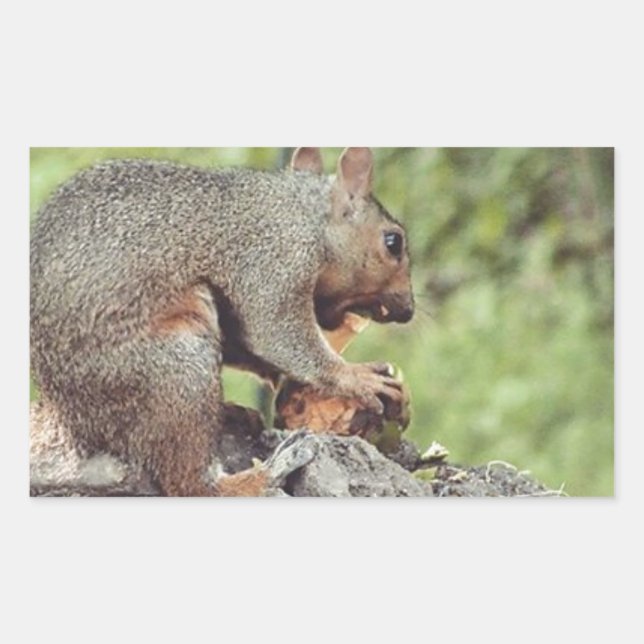 Eichhörnchenessen Rechteckiger Aufkleber (Vorderseite)