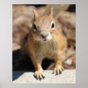 Eichhörnchenfalle Poster
