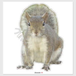 Eichhörnchenfläche Aufkleber