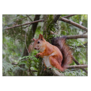 Eichhörnchenfotografie Schneidebrett