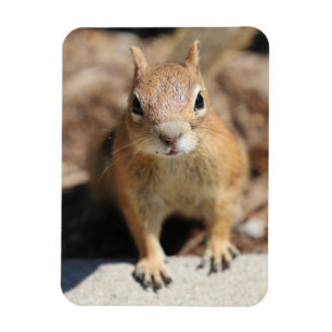 Eichhörnchengesicht Magnet
