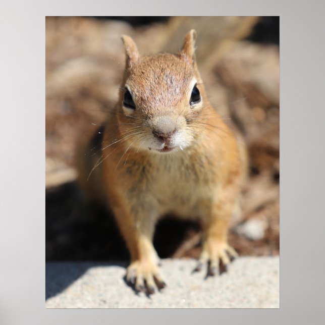 Eichhörnchengesicht Poster (Vorne)