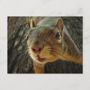 Eichhörnchenhalter geschlossen 2 postkarte