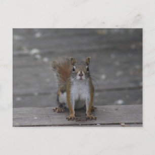 Eichhörnchenkarte Postkarte