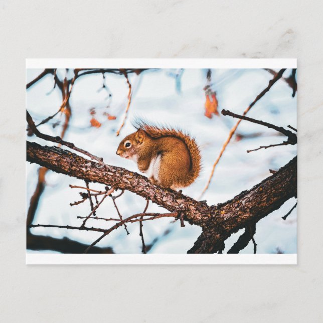Eichhörnchenkarte Postkarte (Vorderseite)
