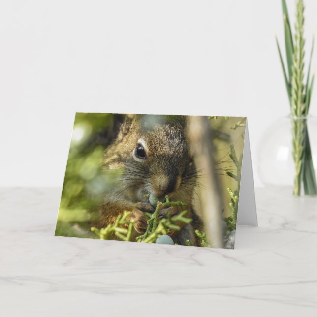 Eichhörnchennotecard Karte (Vorderseite)
