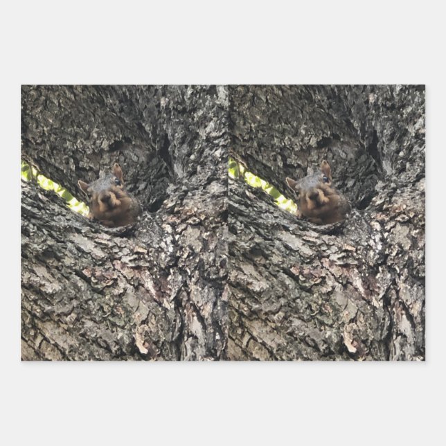 Eichhörnchenpapier, flach gestrichen, Set 3 Geschenkpapier Set (Vorderseite)