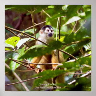 Eichhörnchenplakat Poster