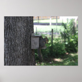 Eichhörnchenplakat Poster