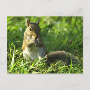 Eichhörnchenportrait Postkarte