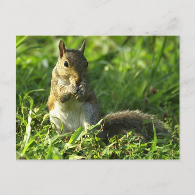 Eichhörnchenportrait Postkarte (Vorderseite)