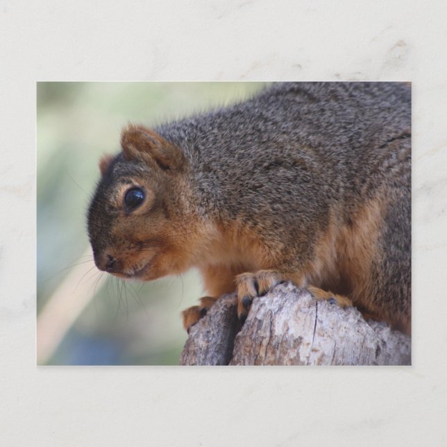 Eichhörnchenpostkarte Postkarte (Vorderseite)