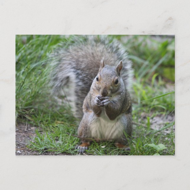 Eichhörnchenpostkarte Postkarte (Vorderseite)