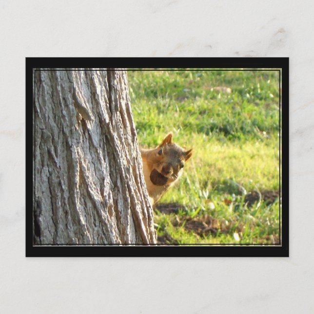 Eichhörnchenpostkarte Postkarte (Vorderseite)
