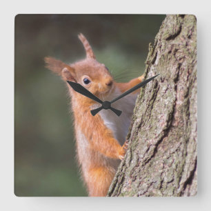 Eichhörnchenuhr Quadratische Wanduhr