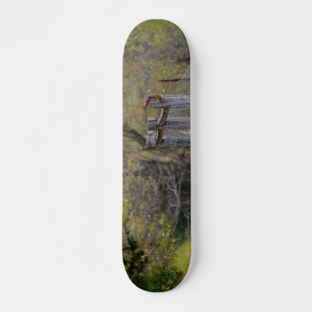 Eichhörnchenzäune Pose Skateboard (Vorne)