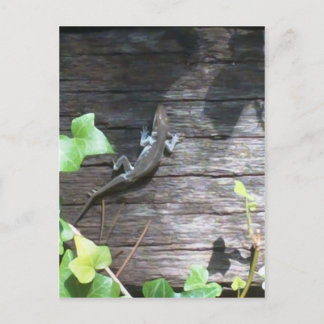 Eidechse an einer Efeu Postkarte