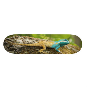 Eidechse Blau-Mit Haube Calotes Mystaceus Skateboard